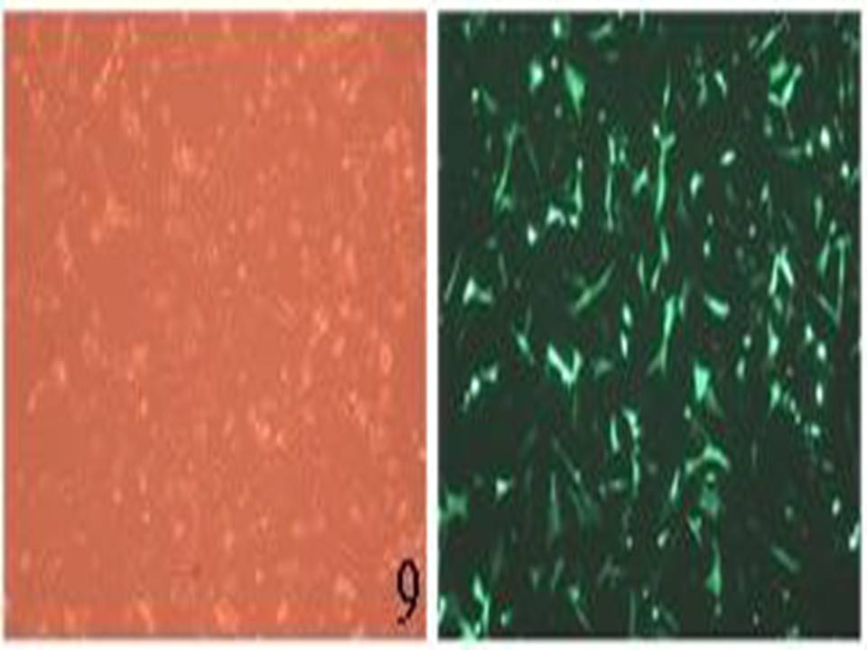 Primary - Chick Embryonic Fibroblasts - Viability 80 Percent and Transfection Efficiency 90 per cent.